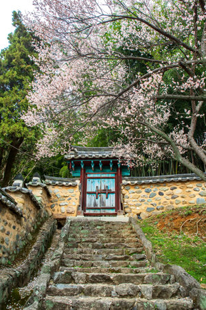 Spring scenery with Hanok fence and plum blossomsの写真素材