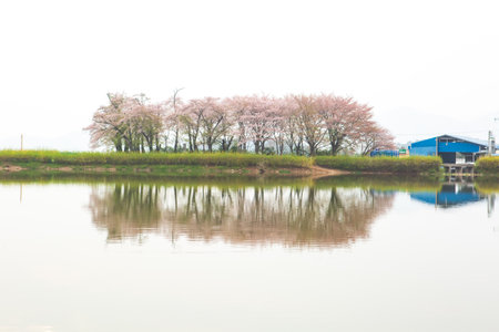 Scenic Springtime View of a Winding Garden Path Lined by Beautiful Cherry Trees in Blossomの写真素材