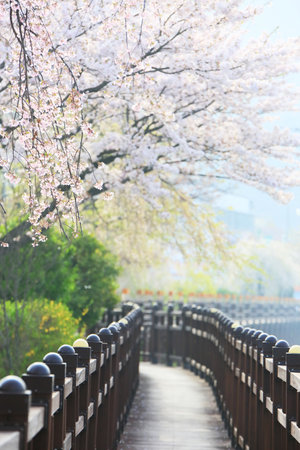 Spring scenery of Yeonji pond in Changnyeong, Koreaの写真素材