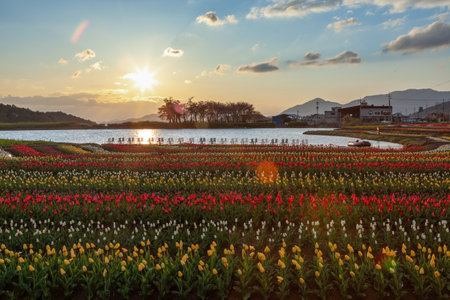 Spring scenery of fields along Korea's Nakdong River with tulips bloomingの写真素材