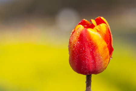 Spring scenery of fields along Korea's Nakdong River with tulips bloomingの写真素材