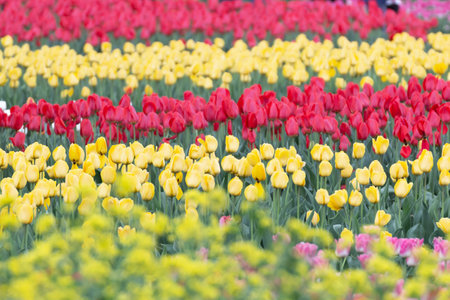 Spring scenery of fields along Korea's Nakdong River with tulips bloomingの写真素材