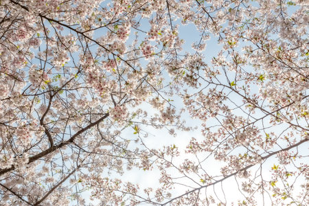 a spring scene with cherry blossoms in bloomの写真素材