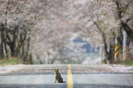 Cherry blossoms and cat on the road in Tokyo, Japanの写真素材