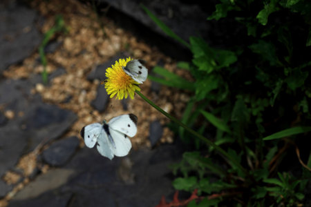 a butterfly sitting on a petalの写真素材