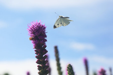 a butterfly sitting on a petal