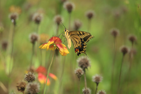 a butterfly sitting on a petal
