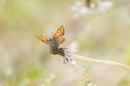 a butterfly sitting on a petalの写真素材