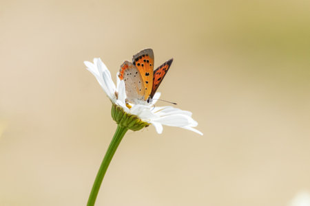 a butterfly sitting on a petalの写真素材