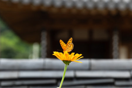 a butterfly sitting on a petalの写真素材