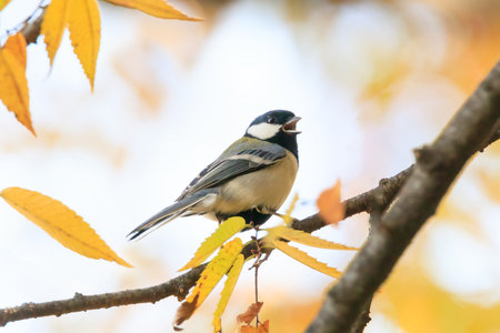 great tit sitting on a tree branch in the forestの写真素材