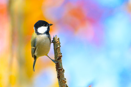 great tit sitting on a tree branch in the forestの写真素材