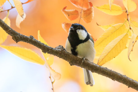 great tit sitting on a tree branch in the forestの写真素材