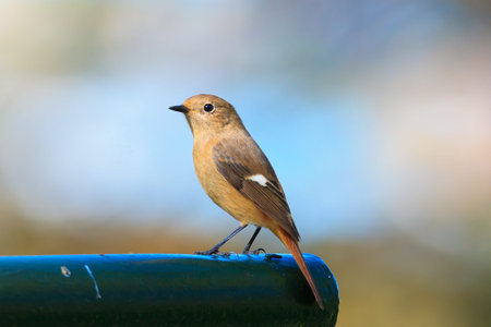 a durian redstart sitting on a branch