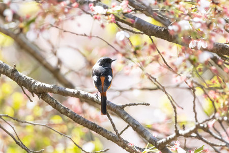 Shrike on Cherry Blossom tree, Thailand.