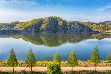 Changnyeong Nakdonggang River canola festival scenery in Korea