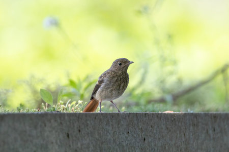 a bird sitting on a concrete surface