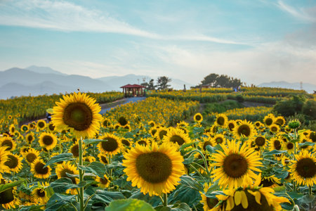 Summer scenery of Gangju village in Haman-gun, Gyeongsangnam-do, Korea where sunflowers are blooming