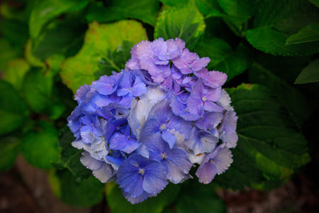 Beautiful summer flowers, hydrangeas blooming on the forest path