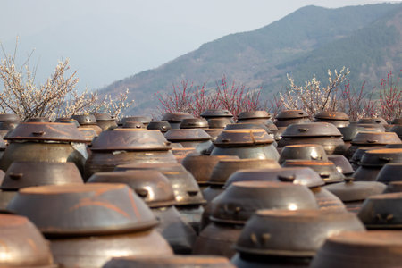 Traditional fermentation jars lined along a hillside with blooming blossoms in spring landscape.の写真素材