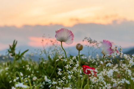 Red poppies, gypsophila, and cornflowers blooming in a scenic landscape.