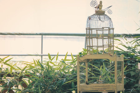 Vintage metal birdcage placed among green plants in an outdoor garden setting with soft natural light