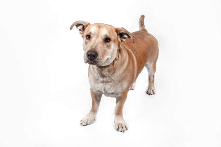 Dog White Backgroundの写真素材