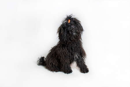Black fluffy dog on a white backgroundの写真素材