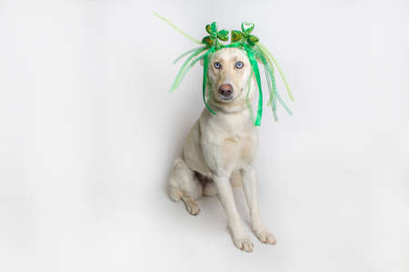 Dog with funny hair white backgroundの写真素材