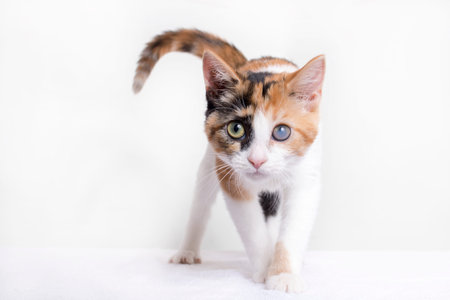 Kitten on white backgroundの写真素材