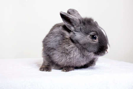 Bunny on a white backgroundの写真素材