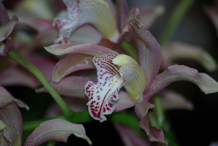 Orchidの写真素材