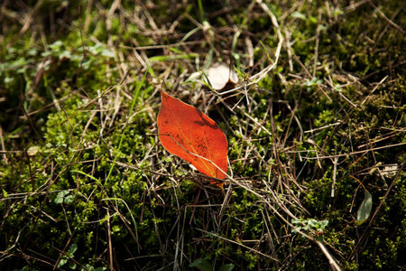 Camphor tree leafの写真素材