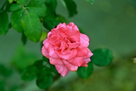 Chinese rose  Rosa chinensis  の写真素材