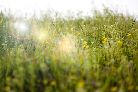 grass field with sunshineの写真素材