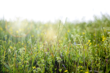 grass field with sunshineの写真素材