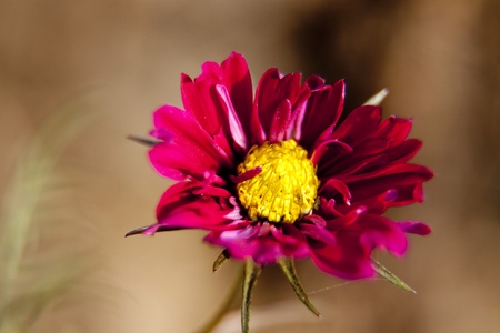 daisy with の写真素材