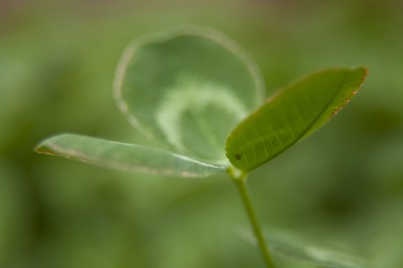 cloverの写真素材