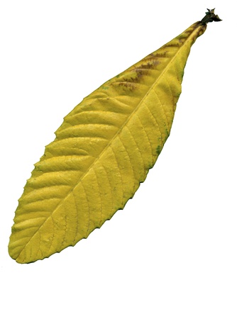 scanned leafの写真素材