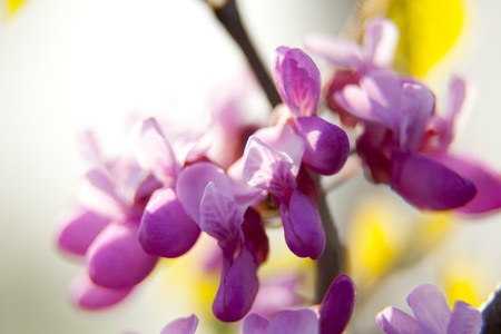 redbud in springの写真素材