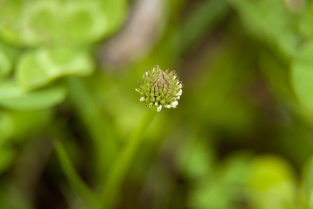 Clover flower budの写真素材