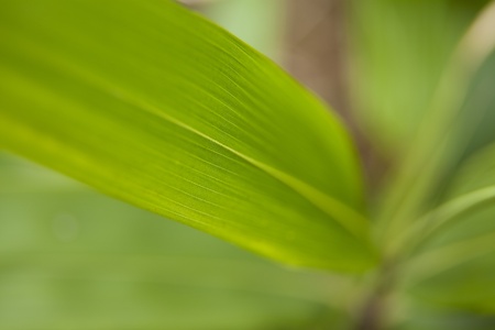 leaf detailの写真素材