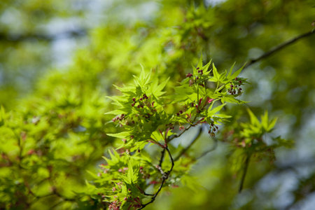 budding maple in spring
