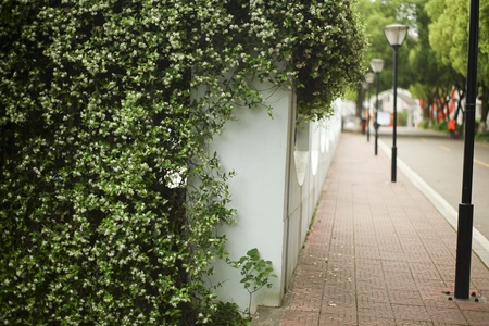 View of flowering plant near a fenceの写真素材