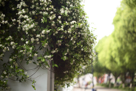 Focus on the flowering plant on fence in a streetの写真素材