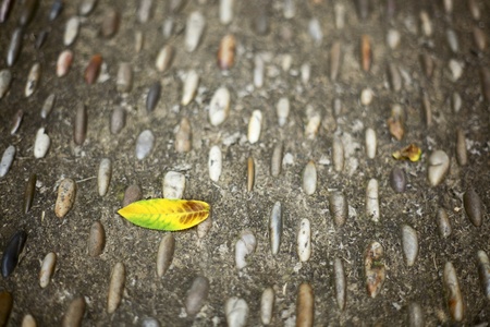 old leaf on roadの写真素材