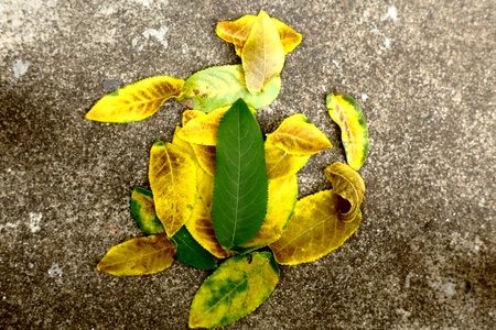 new leaf on old leavesの写真素材