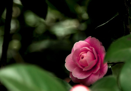 pink camellia in springの写真素材