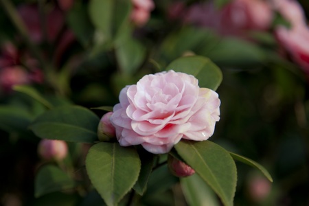 camellia in springの写真素材
