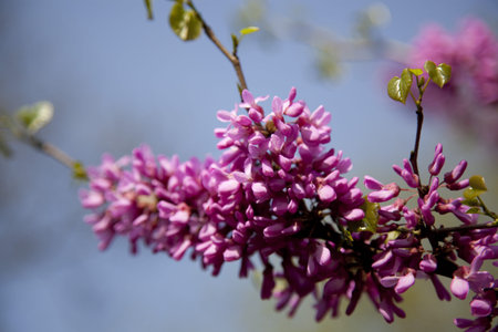 Close up of blooming flowers on tree branches